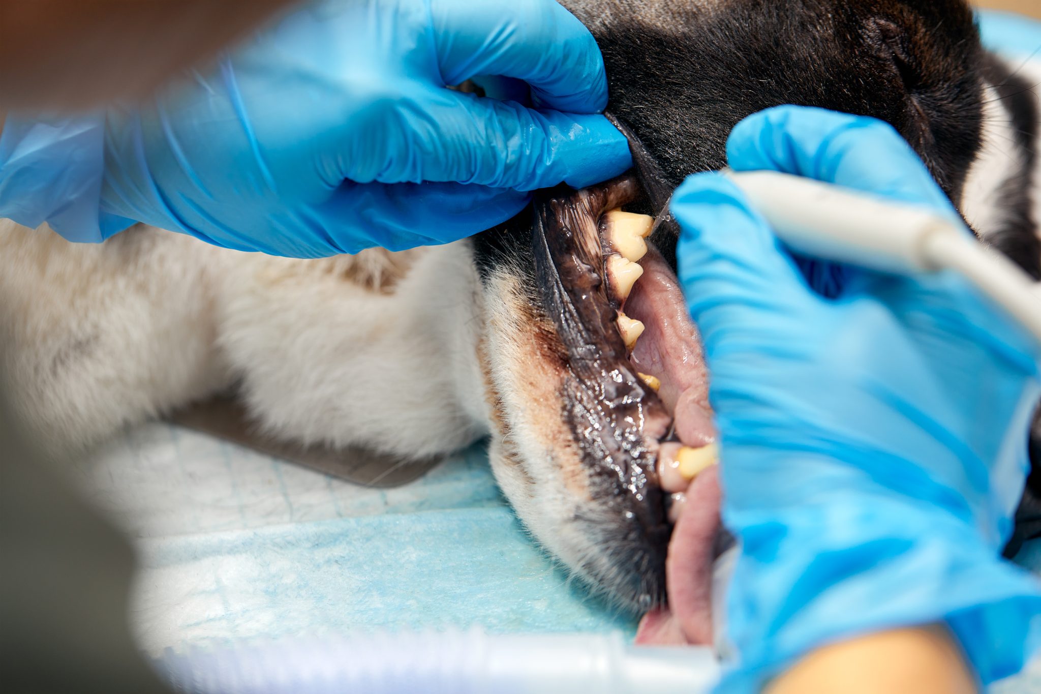 Root Pet Root Canal Therapy and Vital Pulpotomy - Southside Pet Hospital